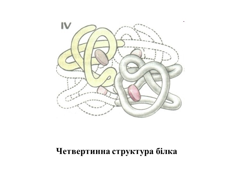 Четвертинна структура білка